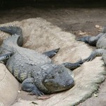 Crocodiles in love