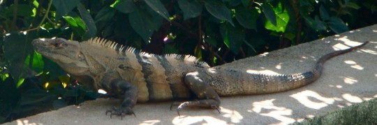 An iguana takes the sun along the swimming pool