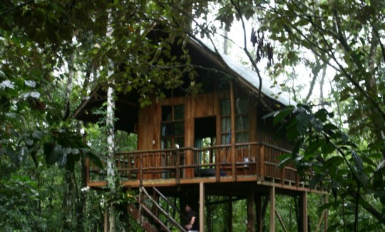 One of the three tree houses