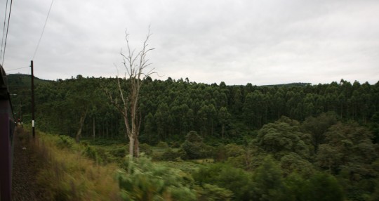 When I wake up, the train is crossing large forests