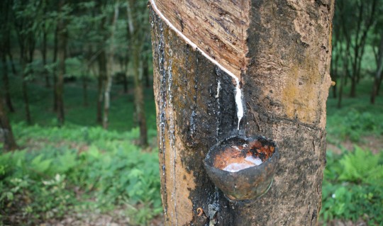 Natural rubber is collected in the mountain.