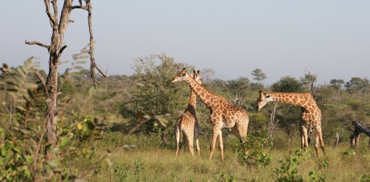10 minutes after entering Kruger, I see my first African giraffes.