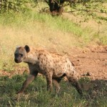 Hyena close to the campsite