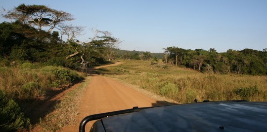 On the dirt roads of the park. Finally Africa.