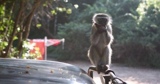 A monkey steals my breakfast muffin in the Saint Lucia Wetland Park