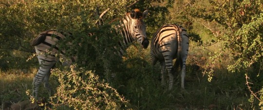 Zebras in Kruger