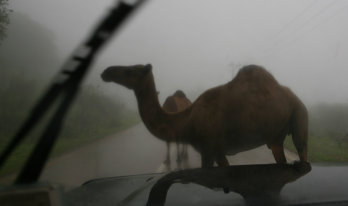 http://transworldexpedition.com/wp-content/uploads/2010/07/N_camel_rain.jpg